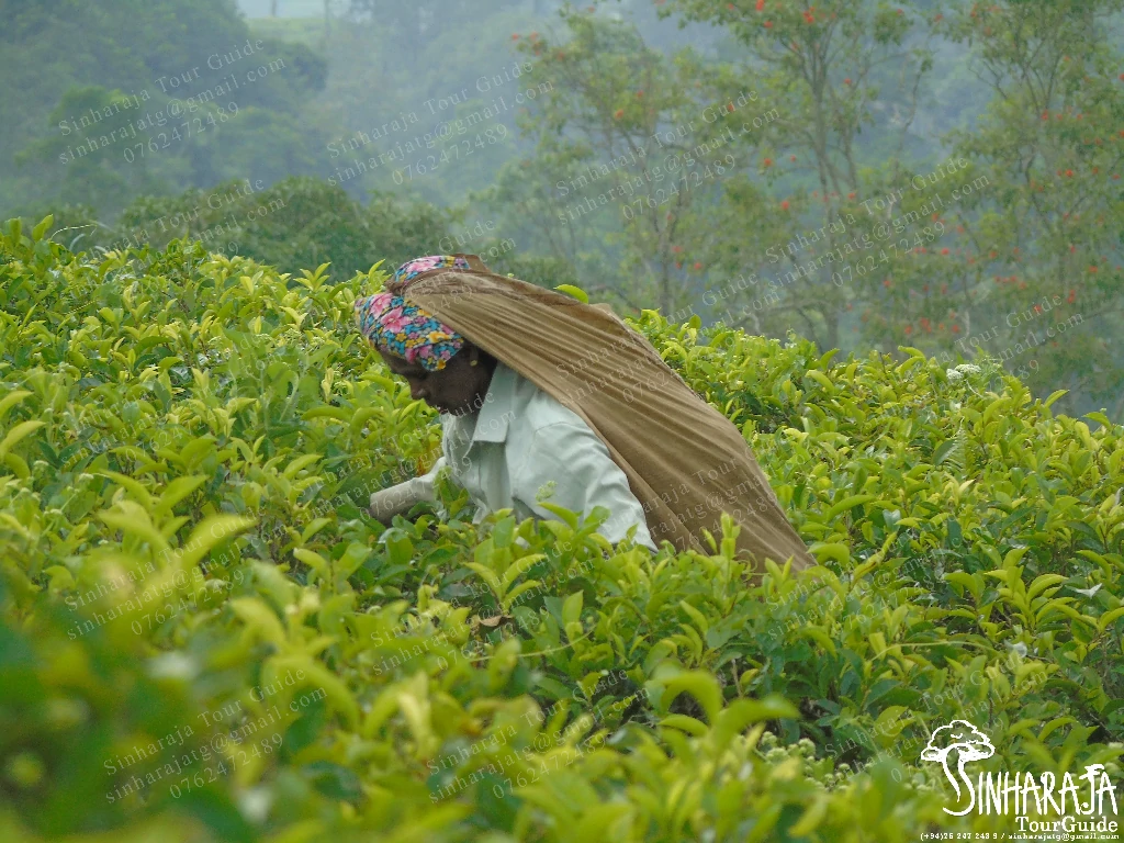 Tea Factory visit in Sinharaja Forest Reserve